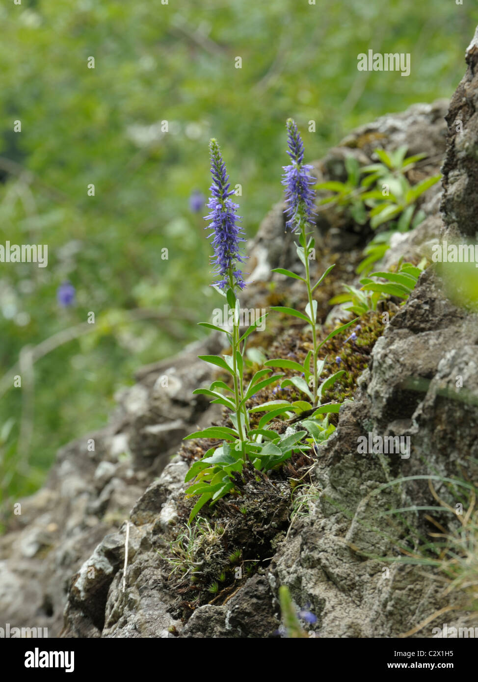 Spiked Speedwell, Veronica spicata Foto Stock