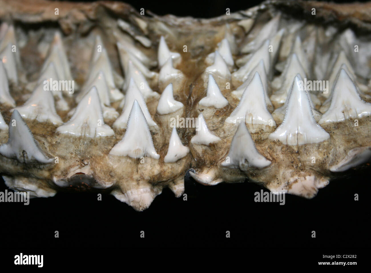 Le file di denti di squalo Foto Stock