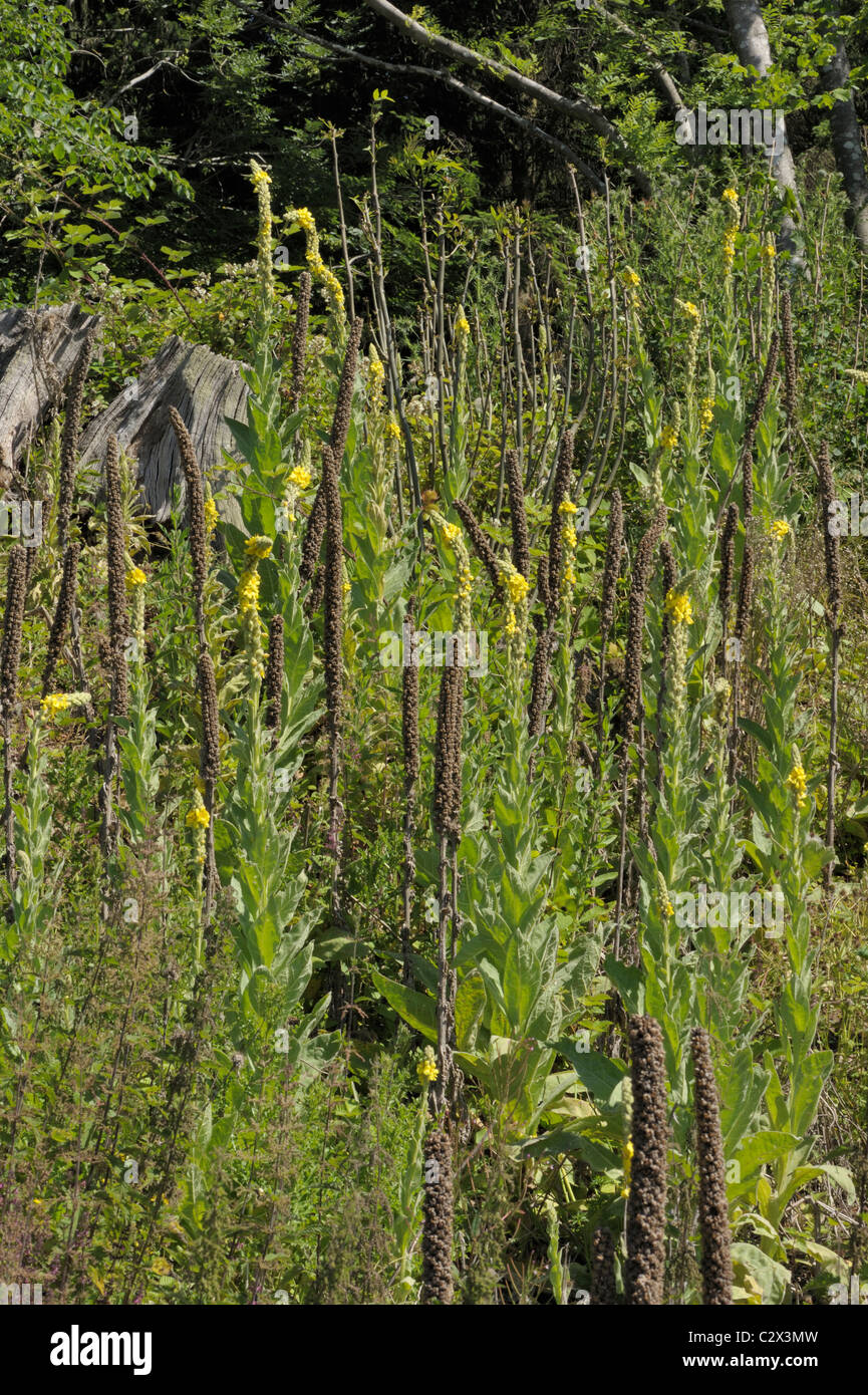 Grande Mullein, molène thapsus Foto Stock