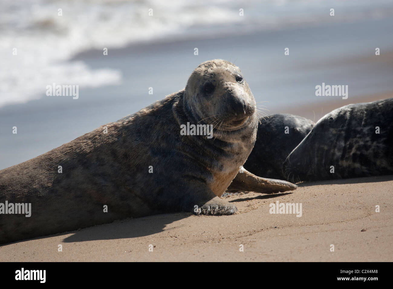 Grigio a colonia di foche tirata fuori sulla spiaggia Foto Stock