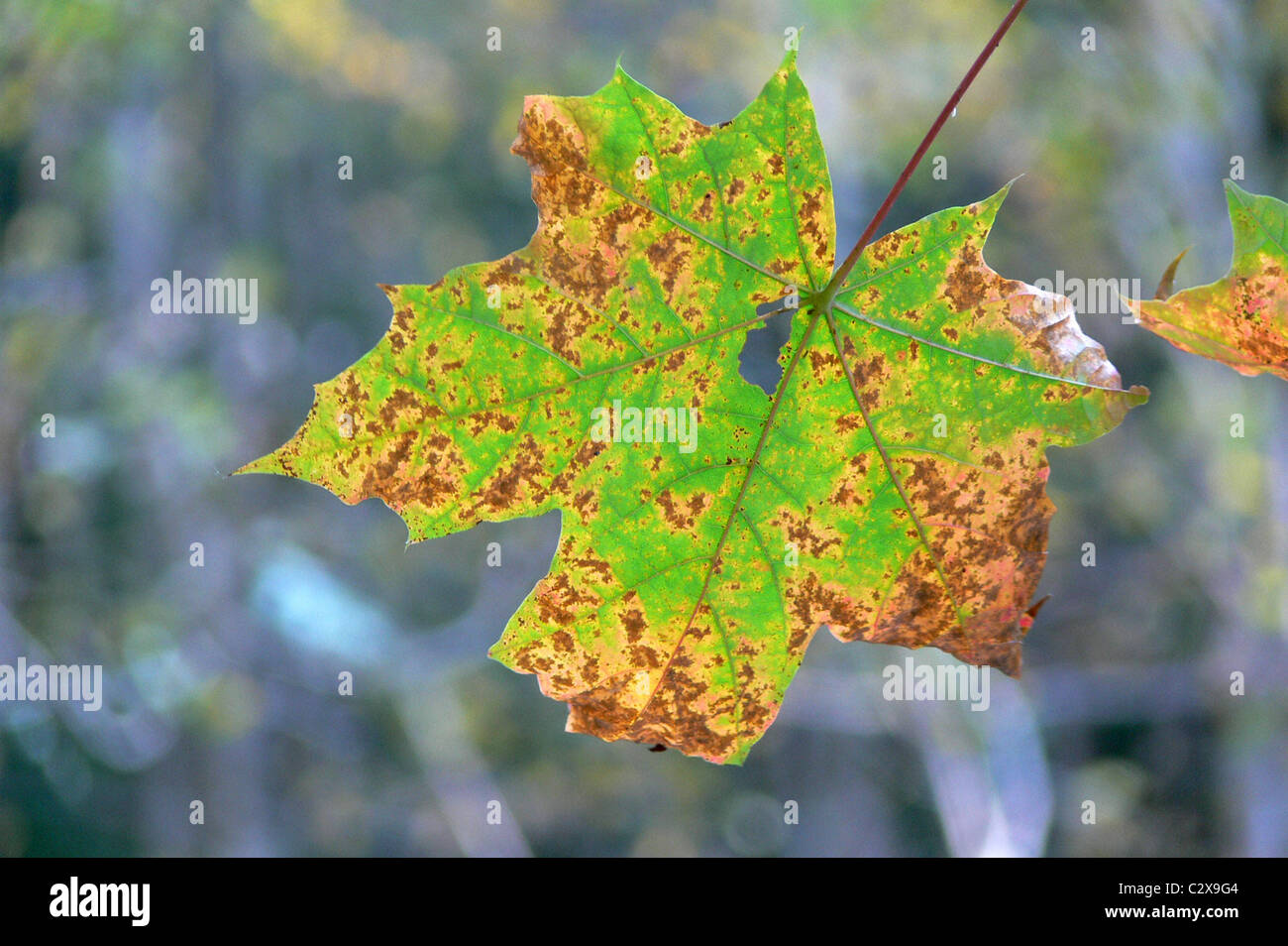 Foglie di autunno Foto Stock