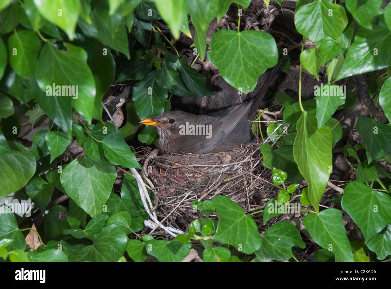 Merlo femmina (Turdus merula) seduto nel suo nido Foto Stock