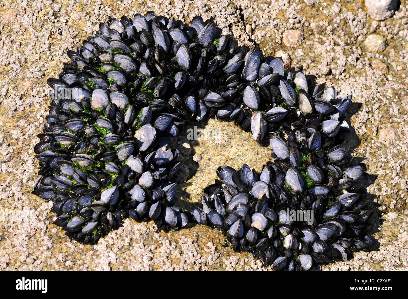 Blu (Cozze Mytilus edulis) nella roccia a bassa marea sulla penisola del Quiberon in Francia Foto Stock