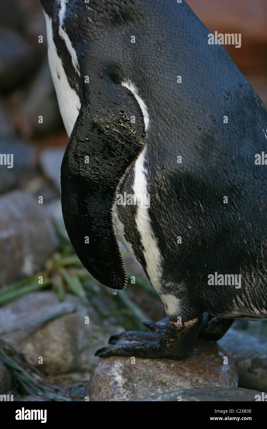 Unico bagnato [pinguini Humboldt] [Spheniscus Humboldti] dal lato che mostra flipper e piedi Foto Stock