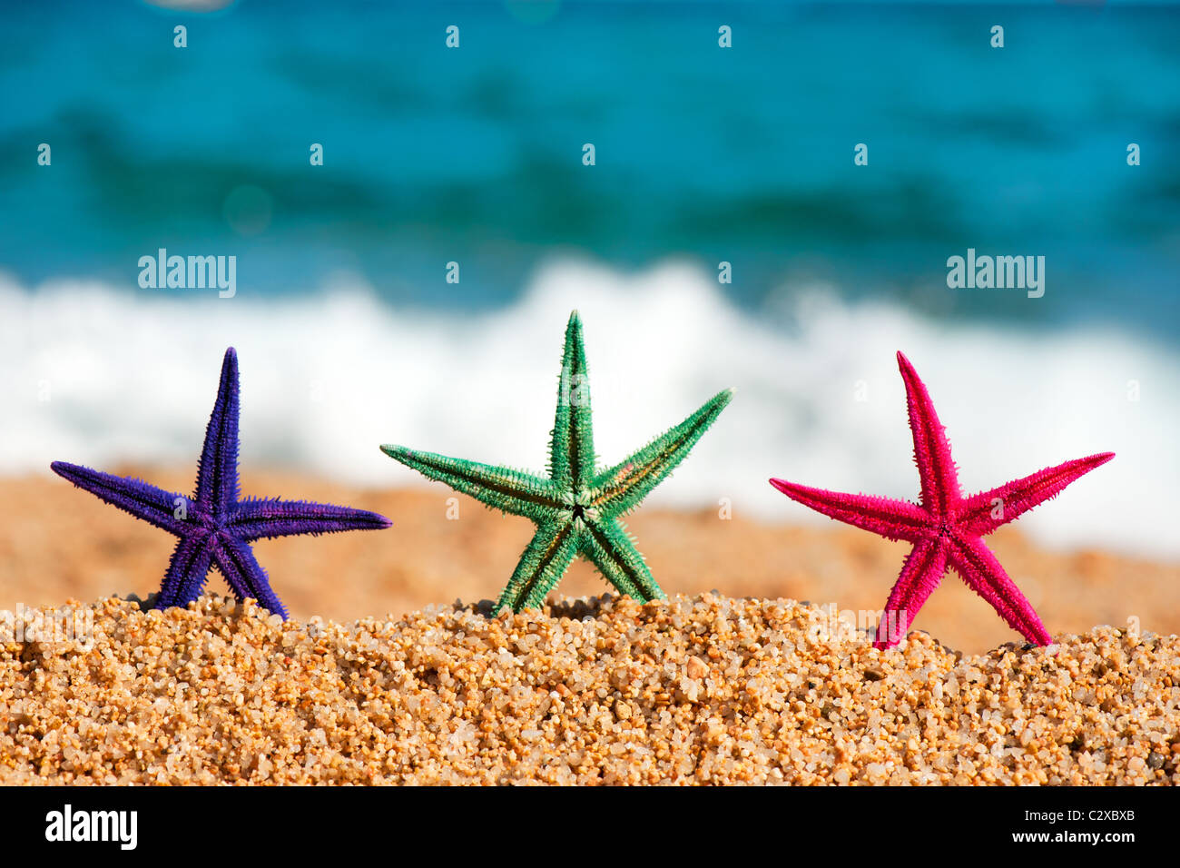 Starfishes in spiaggia Foto Stock