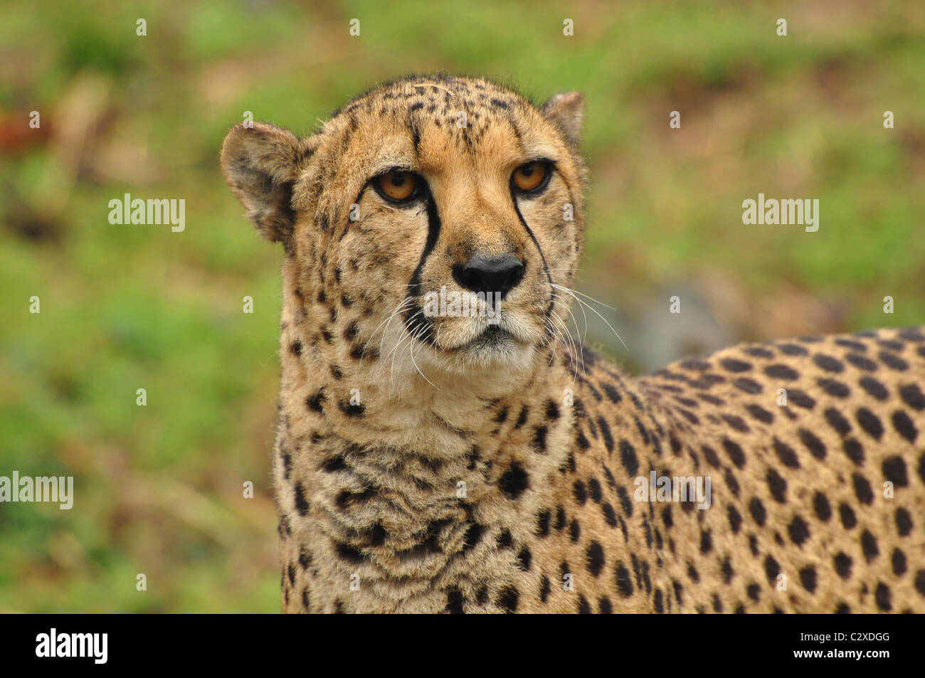 Profilo di un ghepardo Foto Stock