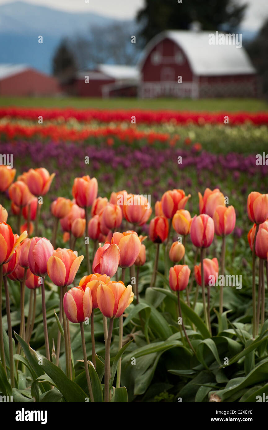 Un segno certo di primavera è la nascita dei tulipani colorati in Skagit Valley vicino a Mt. Vernon, nello Stato di Washington, USA. Foto Stock