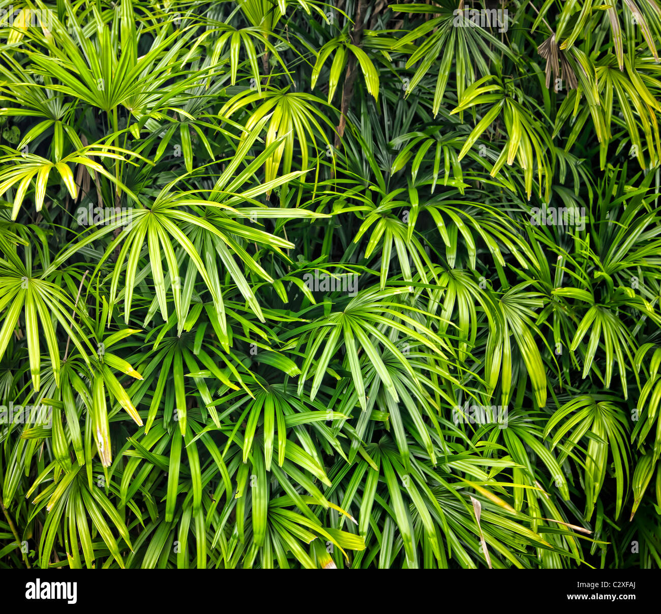 Asia tropicale foresta di pioggia lascia lo sfondo Foto Stock