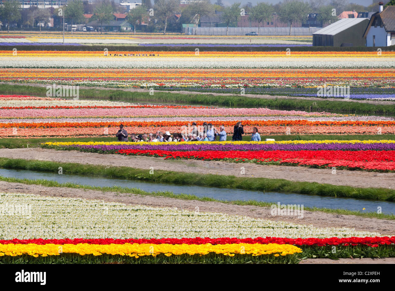 Il Keukenhof Flower Garden in Lisse, Olanda. I visitatori di prendere un viaggio attraverso la fioritura campi di tulipani da elettrico alimentato barca. Foto Stock