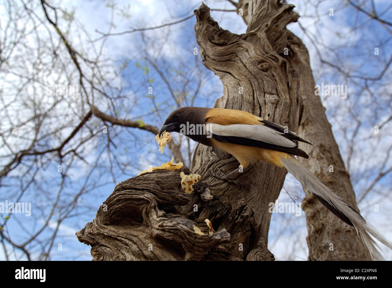 Un comune albero di uccelli pie mangiare cibo dato da turista nel Parco nazionale di Ranthambore, Rajasthan in India. Foto Stock