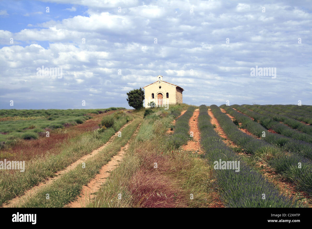 La Lavanda, l'altopiano di Valensole, Provenza, Francia Foto Stock