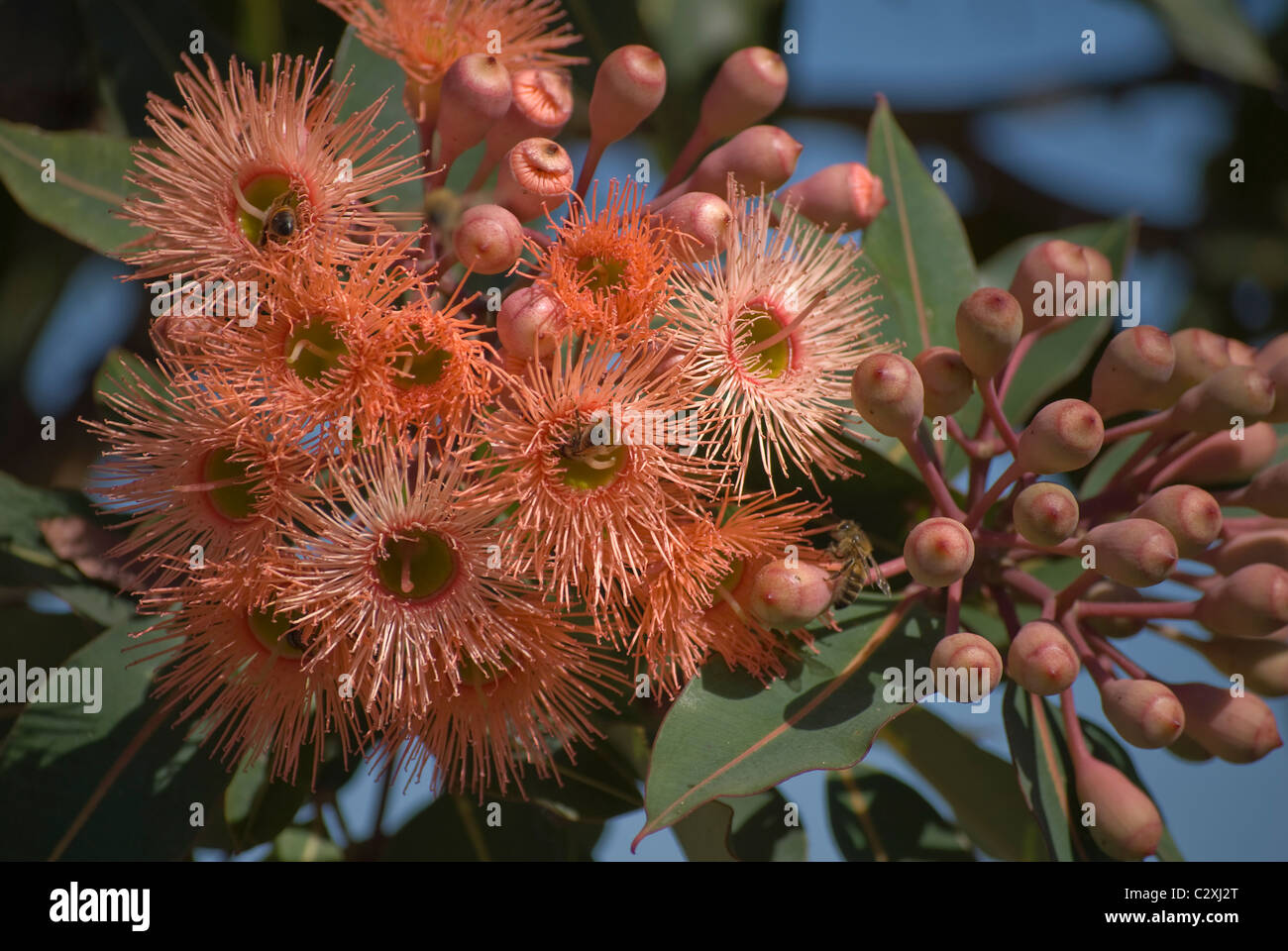 Albero di eucalipto in fiore Foto Stock