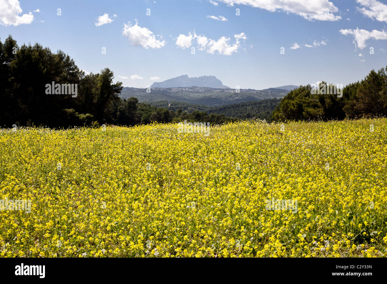 Fiori gialli campo con Montserrat silhouette dietro Foto Stock