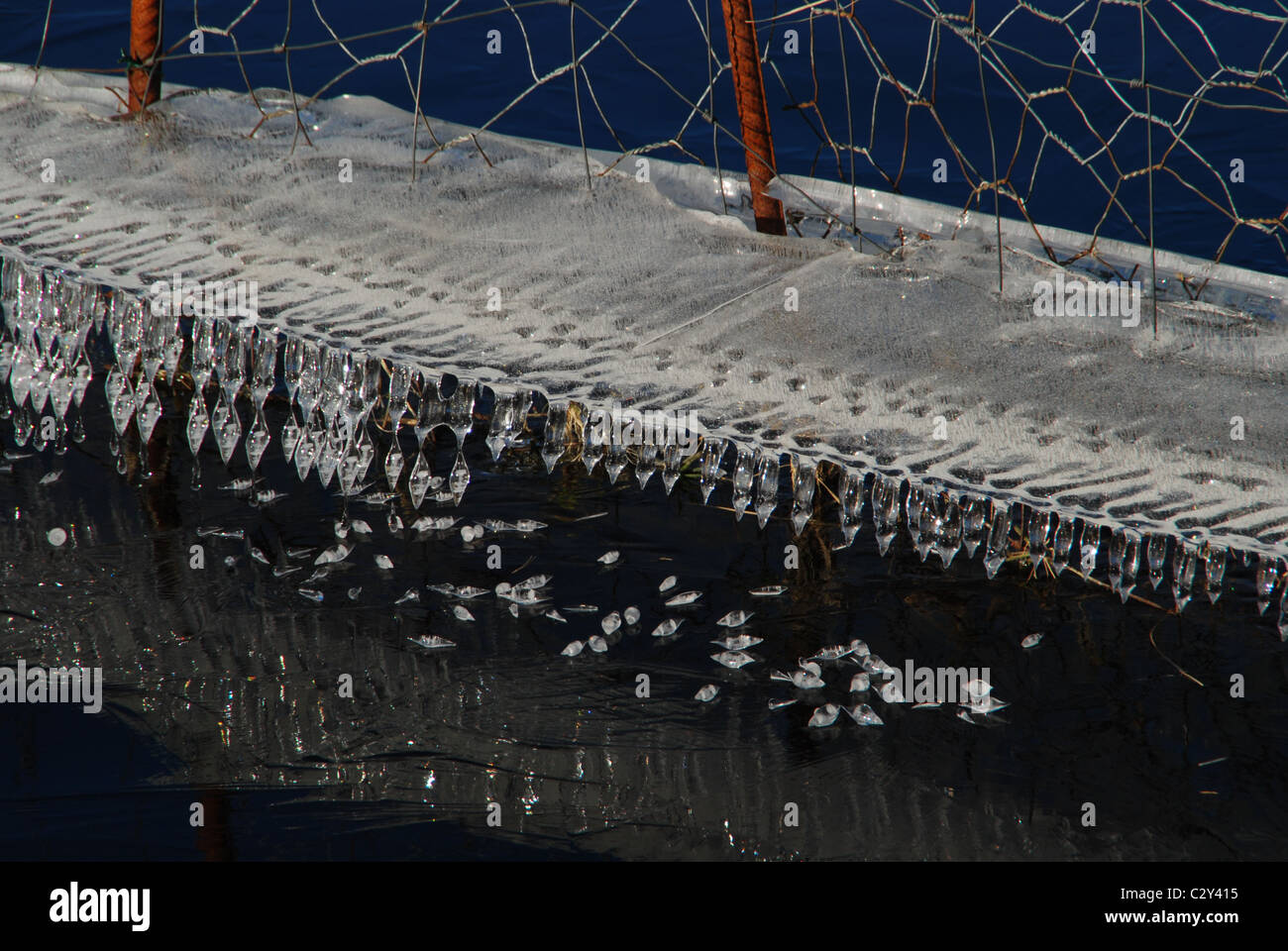 "Sculture di ghiaccio' intorno ad un vecchio-catena collegamento recinto, inverno, acqua, ghiaccio Foto Stock