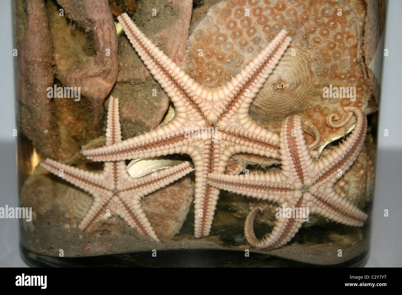 Starfish morti conservati in formaldeide in un vasetto di vetro Foto Stock
