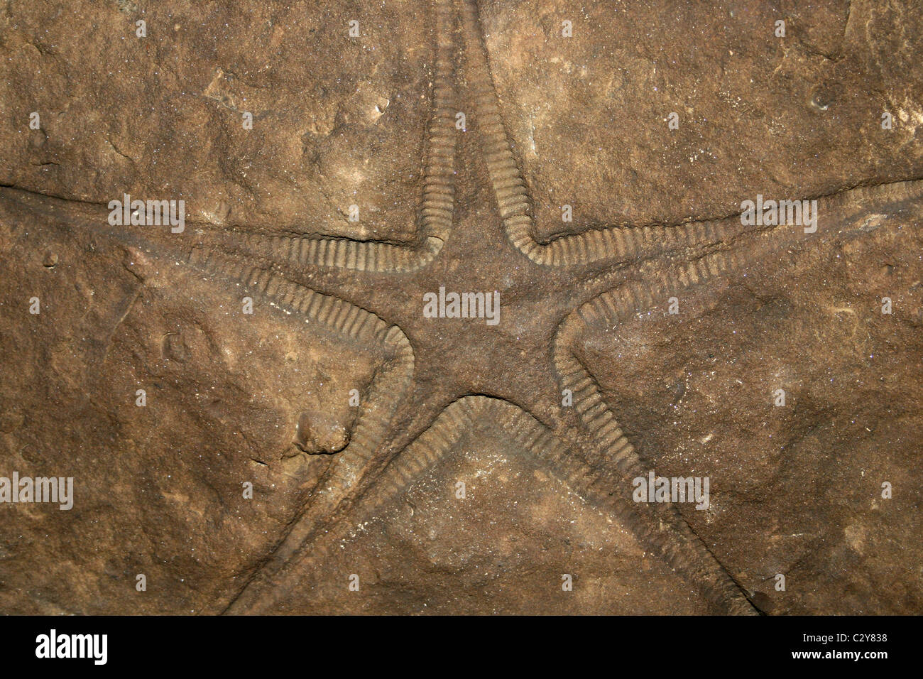 Starfish Pentasteria fossili (Middle Jurassic) da Newton Dale, North Yorkshire, Regno Unito Foto Stock