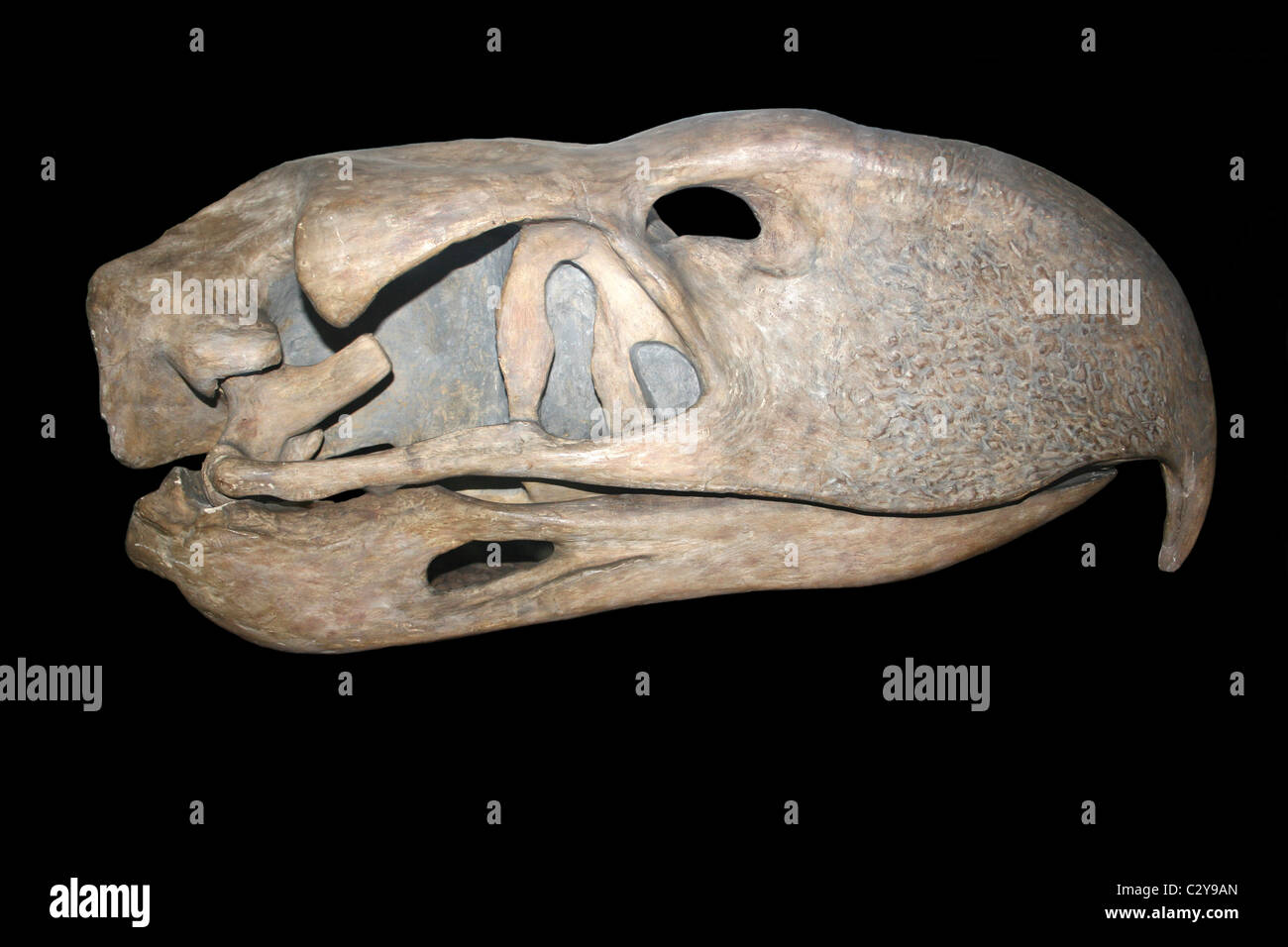 Cast di Phorusrhacos cranio - Un genere estinto di predatori uccelli di terrore che ha vissuto in Patagonia Foto Stock