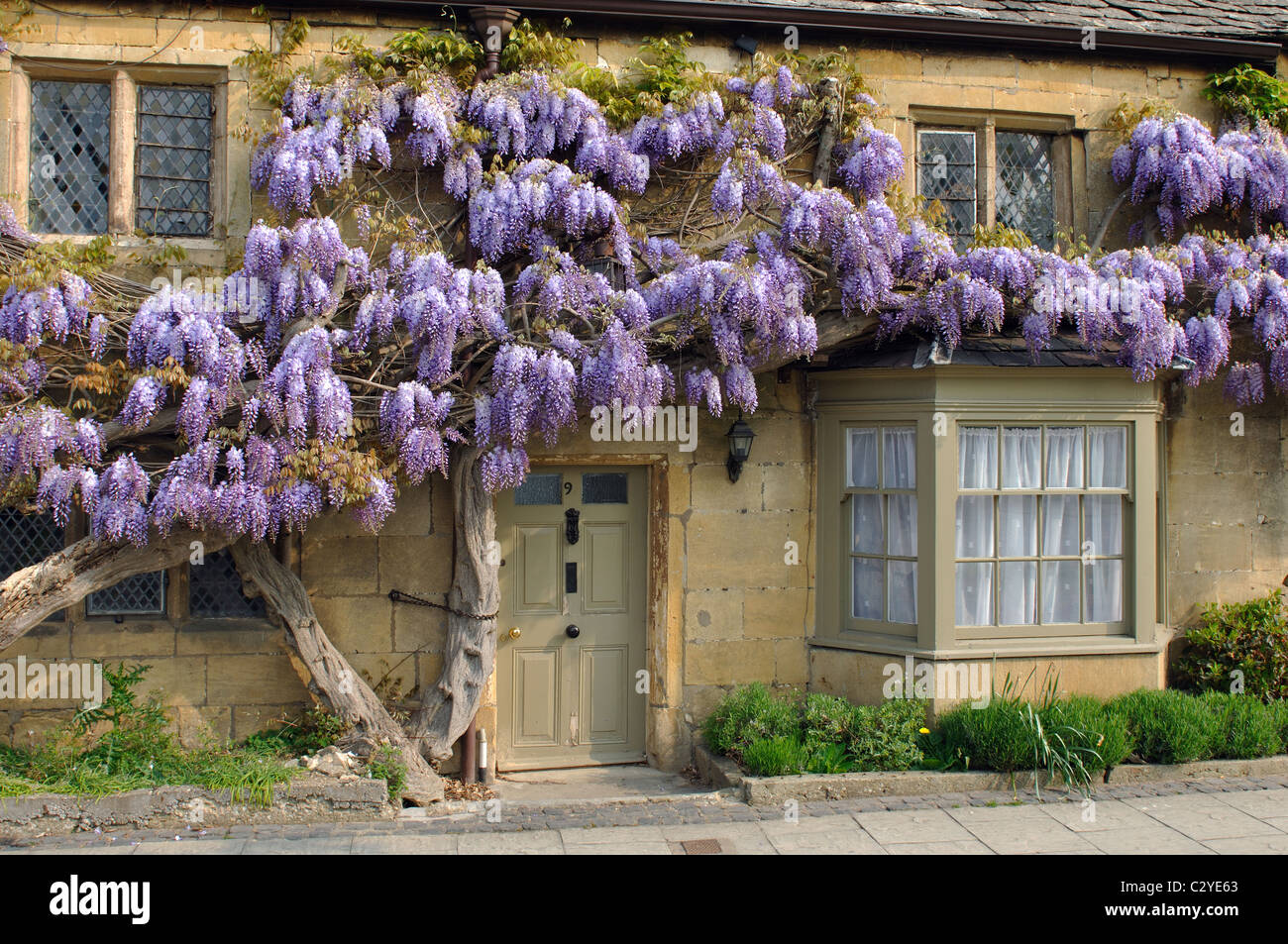 Il Glicine che cresce su un Cotswold cottage, Broadway, Worcestershire, England, Regno Unito Foto Stock