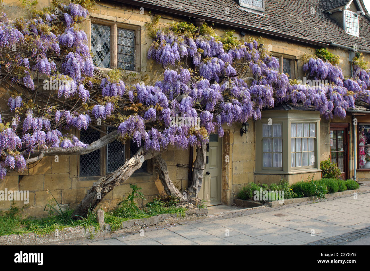 Il Glicine che cresce su un Cotswold cottage, Broadway, Worcestershire, England, Regno Unito Foto Stock