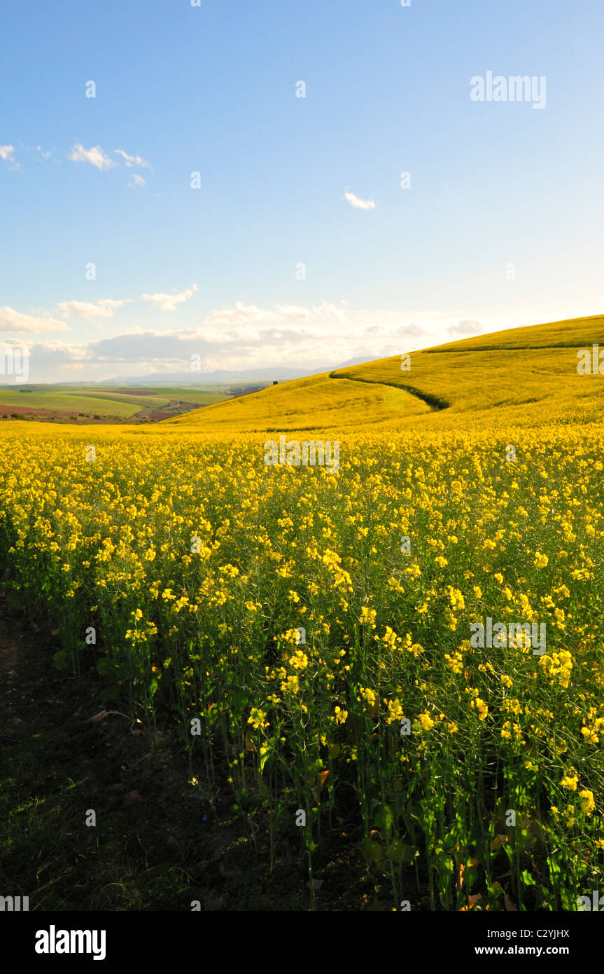 La Canola i campi di Overberg, Western Cape, Sud Africa Foto Stock