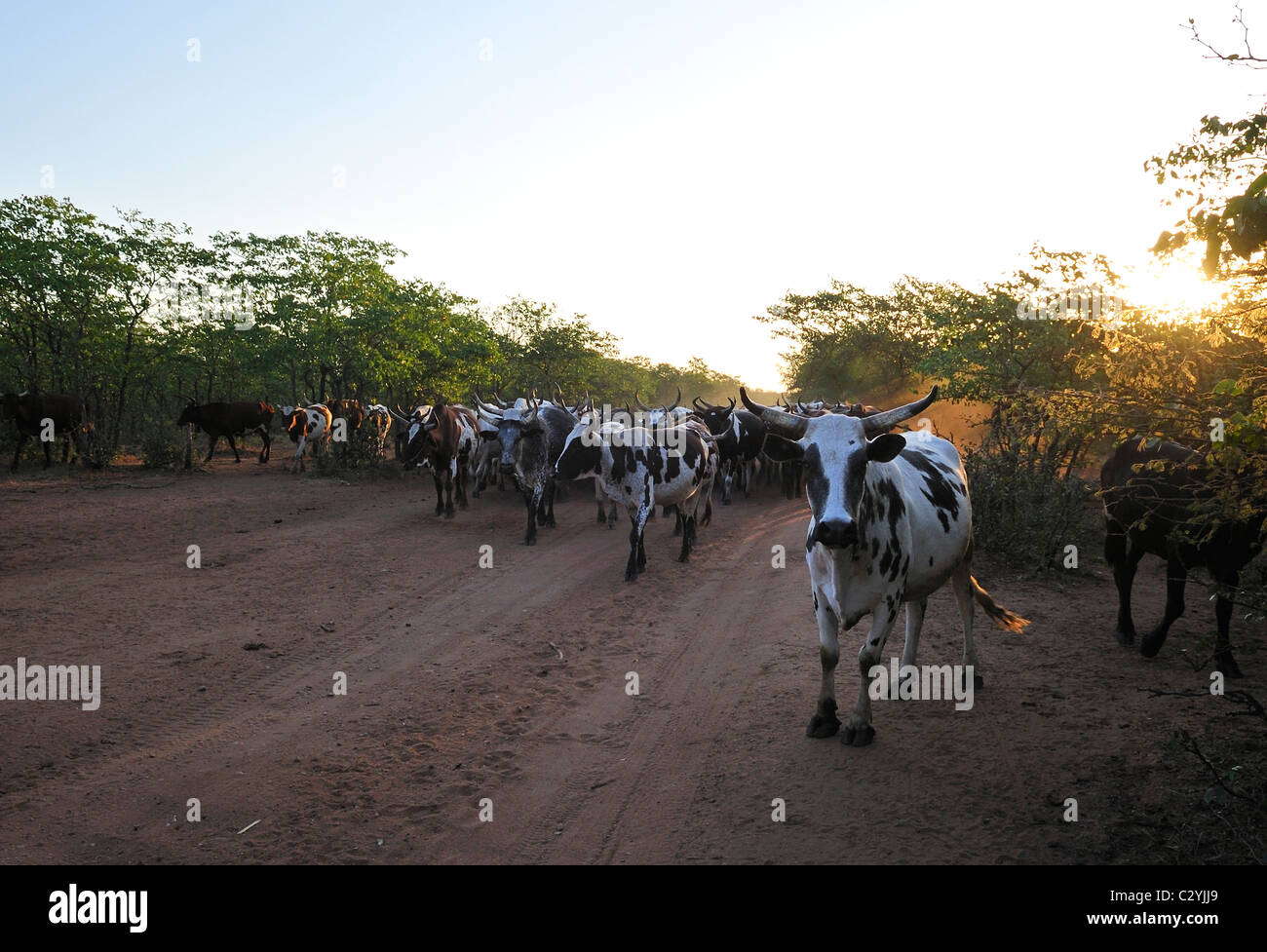 Nguni capi di bestiame su strada per bovini kraal nel villaggio Mavodze in Limpopo National Park, Mozambico Foto Stock