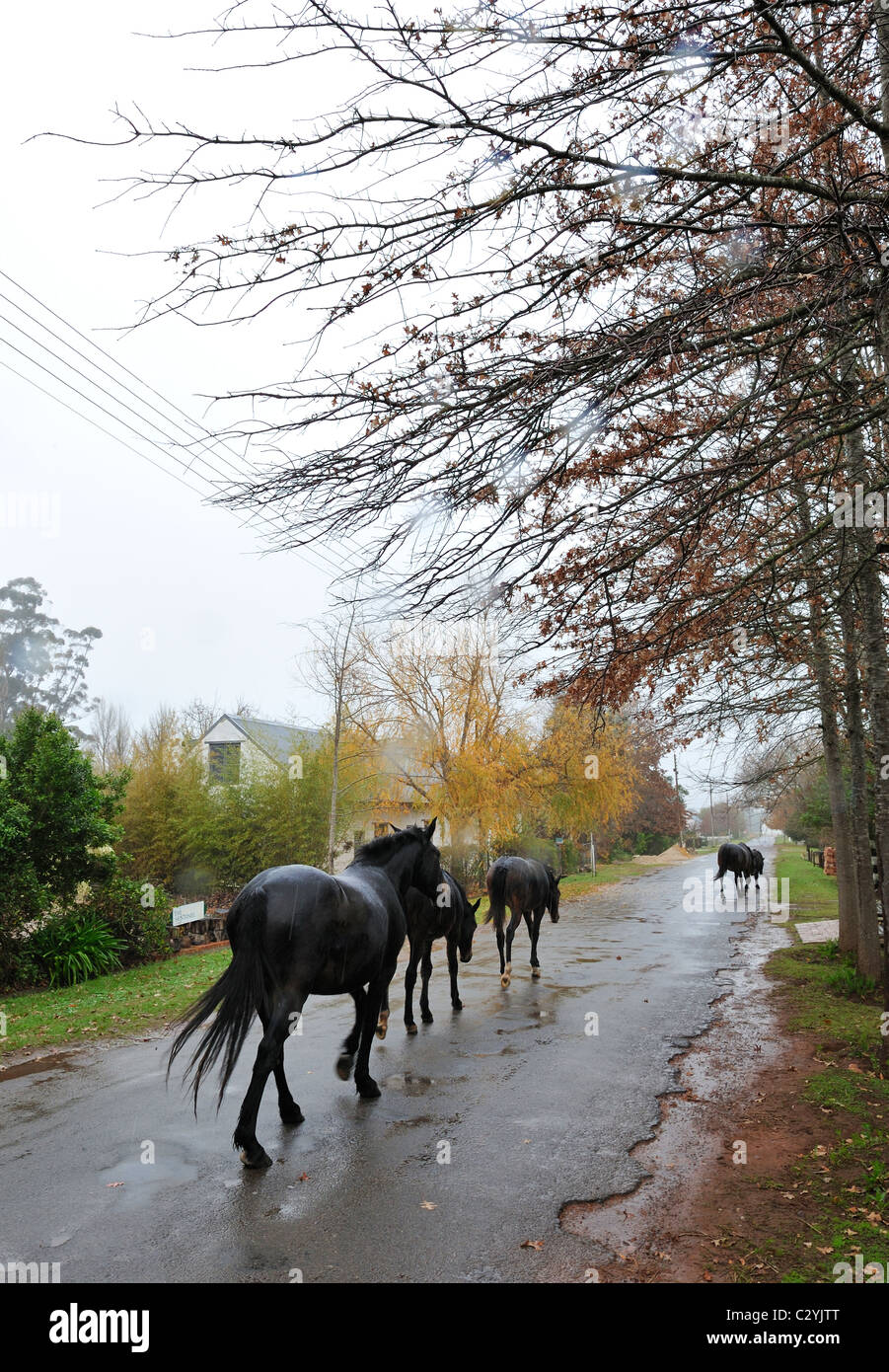 Cavalli camminando per Oak Street a pioggia, Grayton, Distretto di Overberg, Provincia del Capo Occidentale, Sud Africa Foto Stock