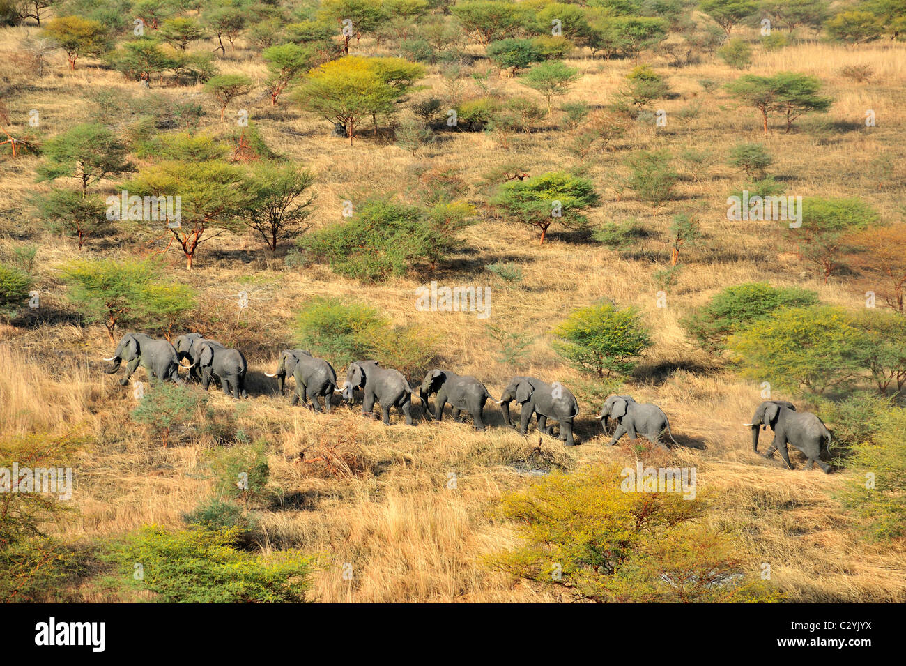 Savana elephant (Loxidonta Africana) tori utilizzati per spostarsi vicino Ayod, bordo della palude Sudd, sud Sudan Foto Stock