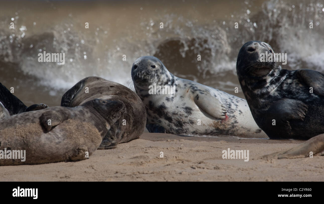 Colonia di foche grigie sulla costa di Norfolk, East Anglia, REGNO UNITO Foto Stock