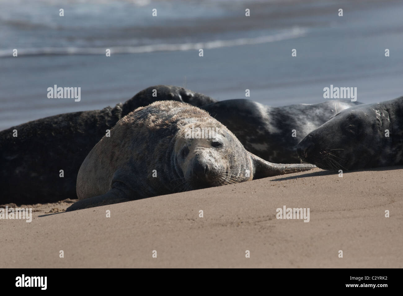 Colonia di foche grigie sulla costa di Norfolk, East Anglia, REGNO UNITO Foto Stock