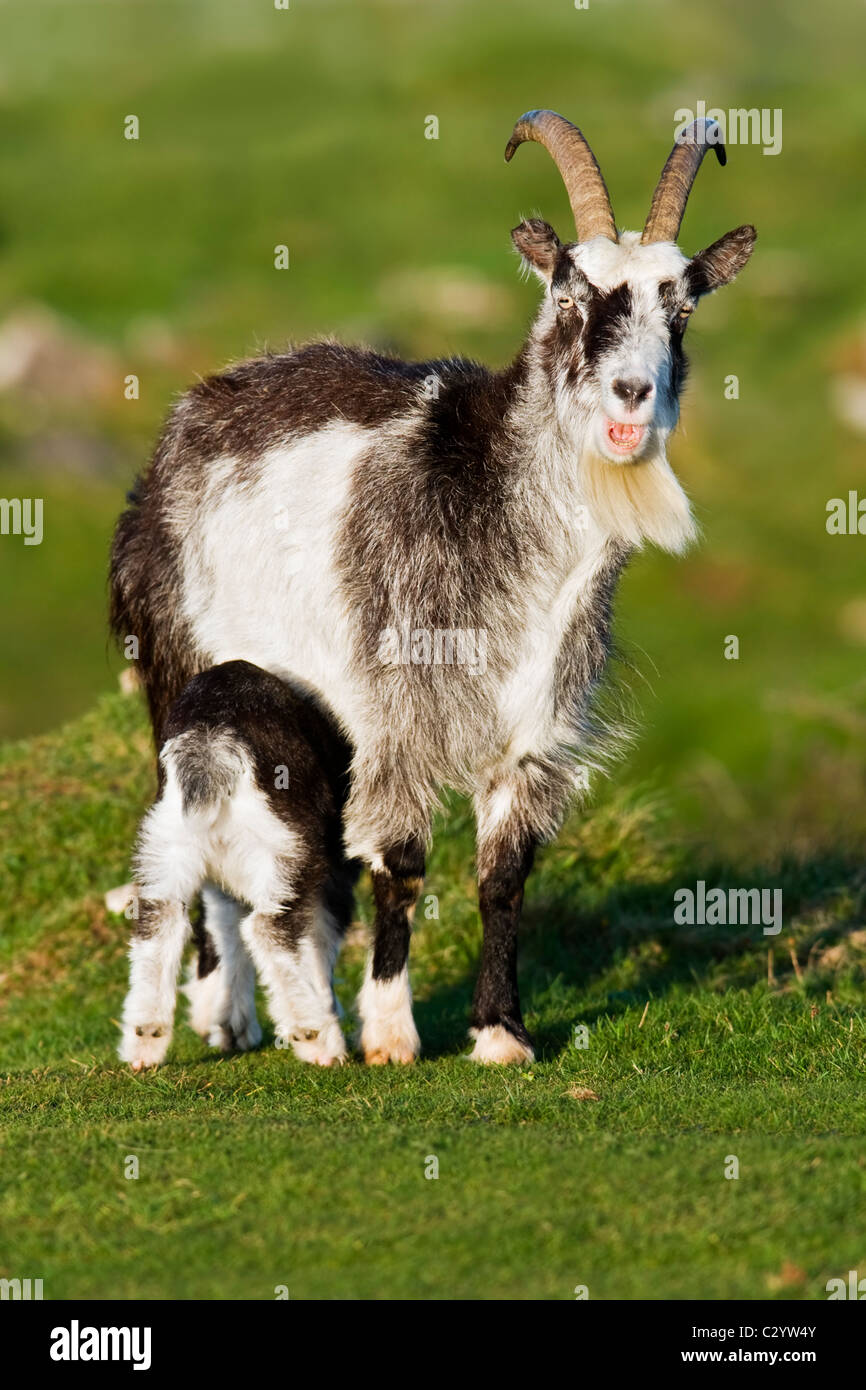 Feral capra madre alimentando il suo giovane Foto Stock