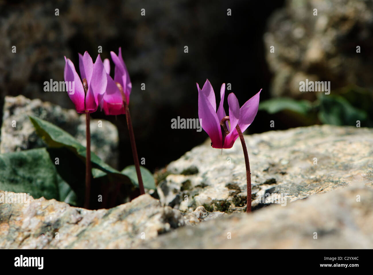 La molla sowbread, Corsica, Francia Foto Stock