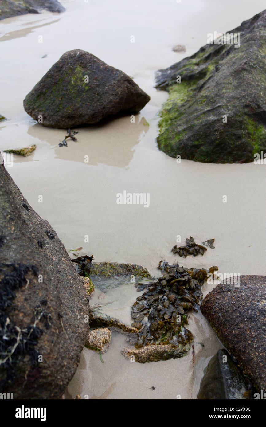 Le alghe,beach,rocce,Brittany Foto Stock