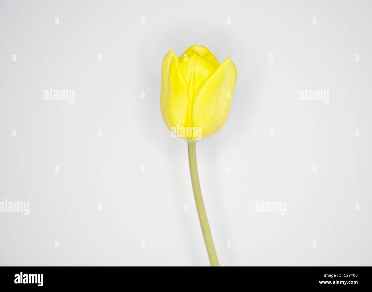 Un unico tulipano giallo che simboleggia "allegro" Foto Stock