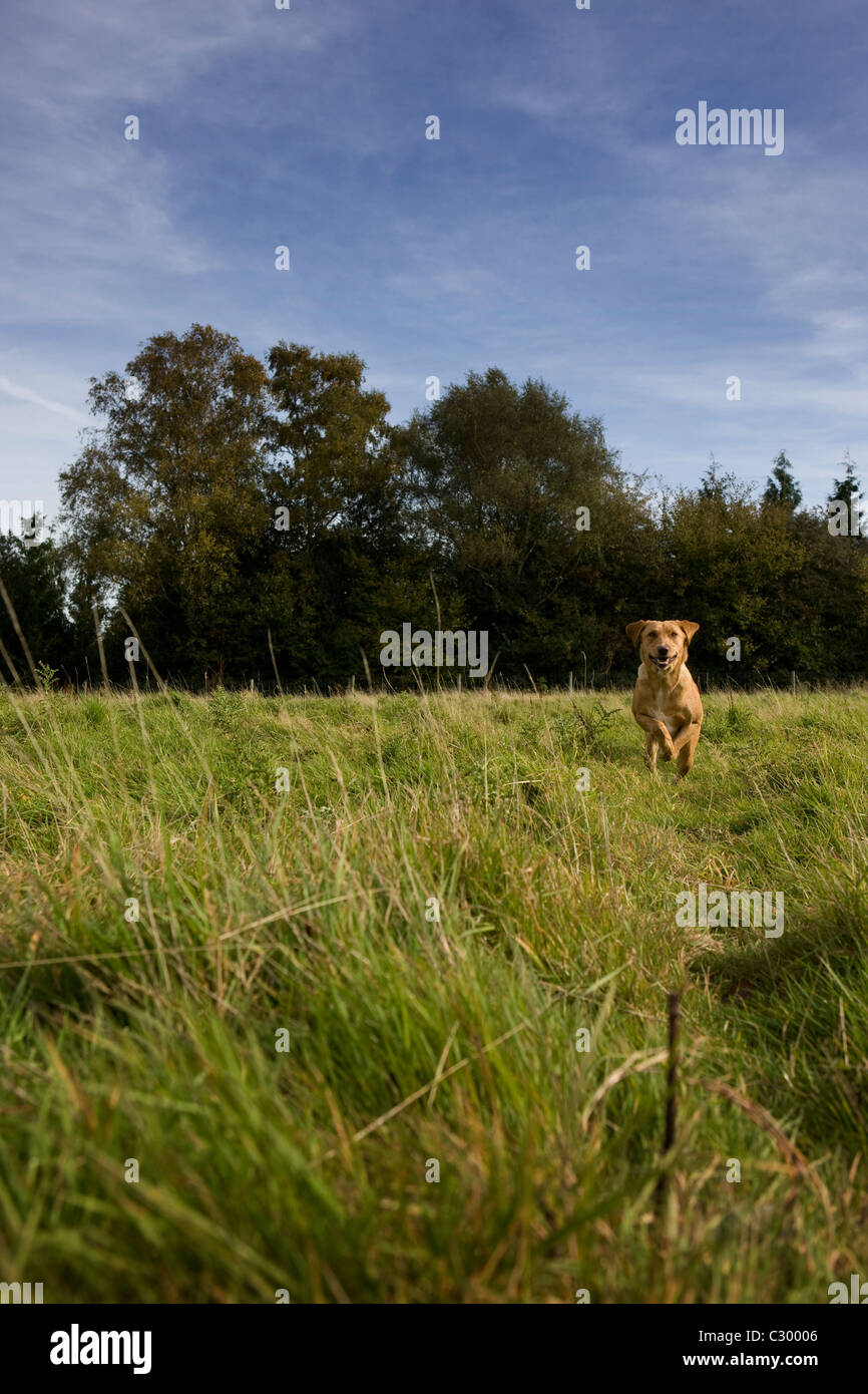 Il Labrador cane in esecuzione Foto Stock