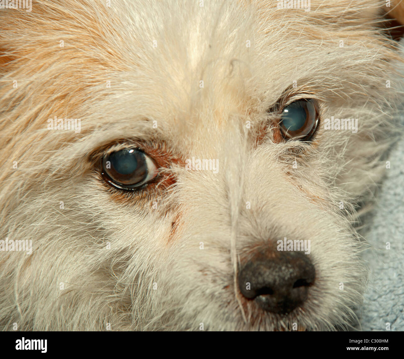 Faccia di capelli lunghi cane con occhi tristi Foto Stock