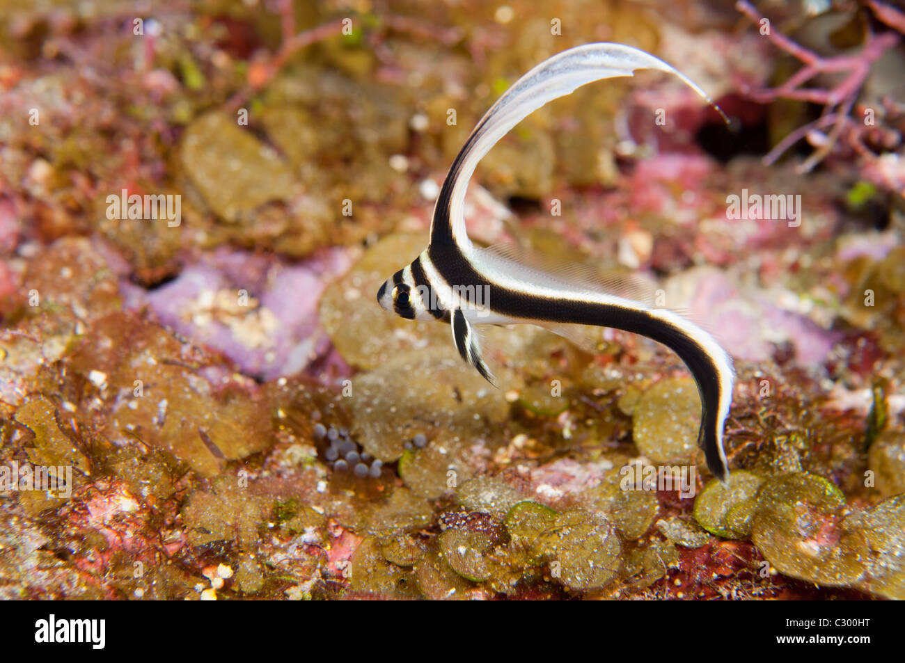 Questo è un esempio di un bambino maculato Pesce tamburo. Foto Stock