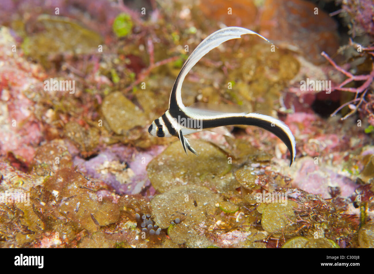Questo è un esempio di un bambino maculato Pesce tamburo. Foto Stock