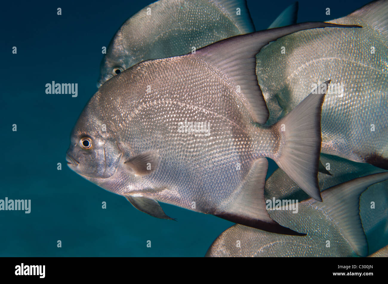 Piccola scuola di nuoto libero Spadefish Atlantico. Foto Stock