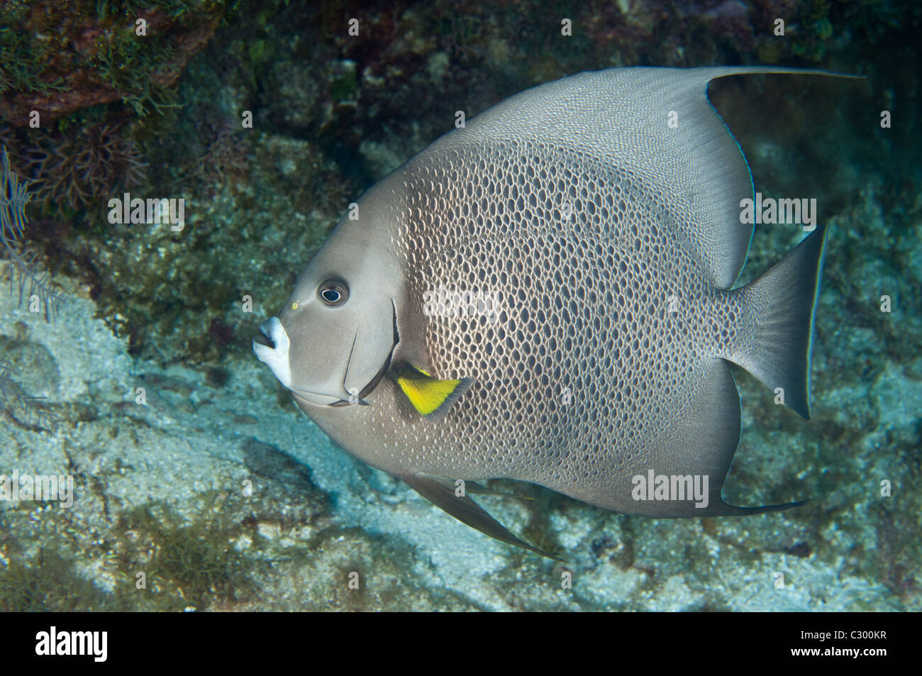 Vista di profilo di un grigio angelfish sott'acqua. Foto Stock