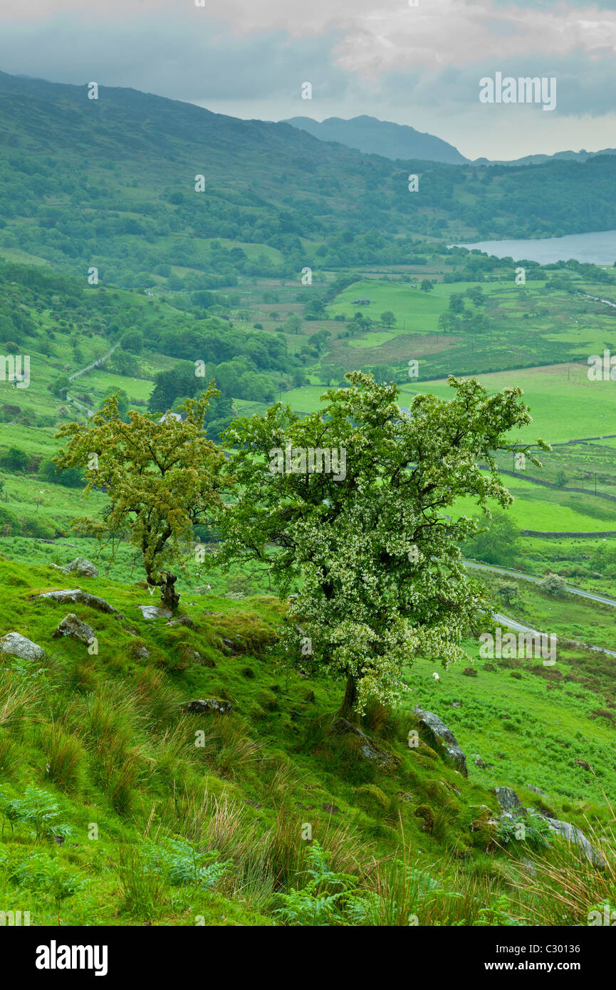 Welsh paesaggio nel Parco Nazionale di Snowdonia presso il lago di Llyn Gwynant, Gwynedd, Galles Foto Stock