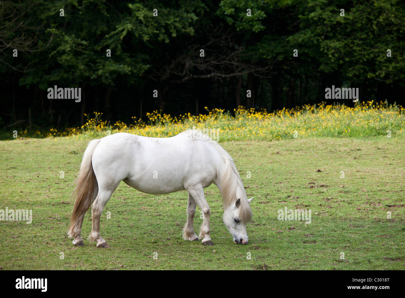 Pony Welsh pascolando nella Snowdonia, Gwynedd, Galles Foto Stock