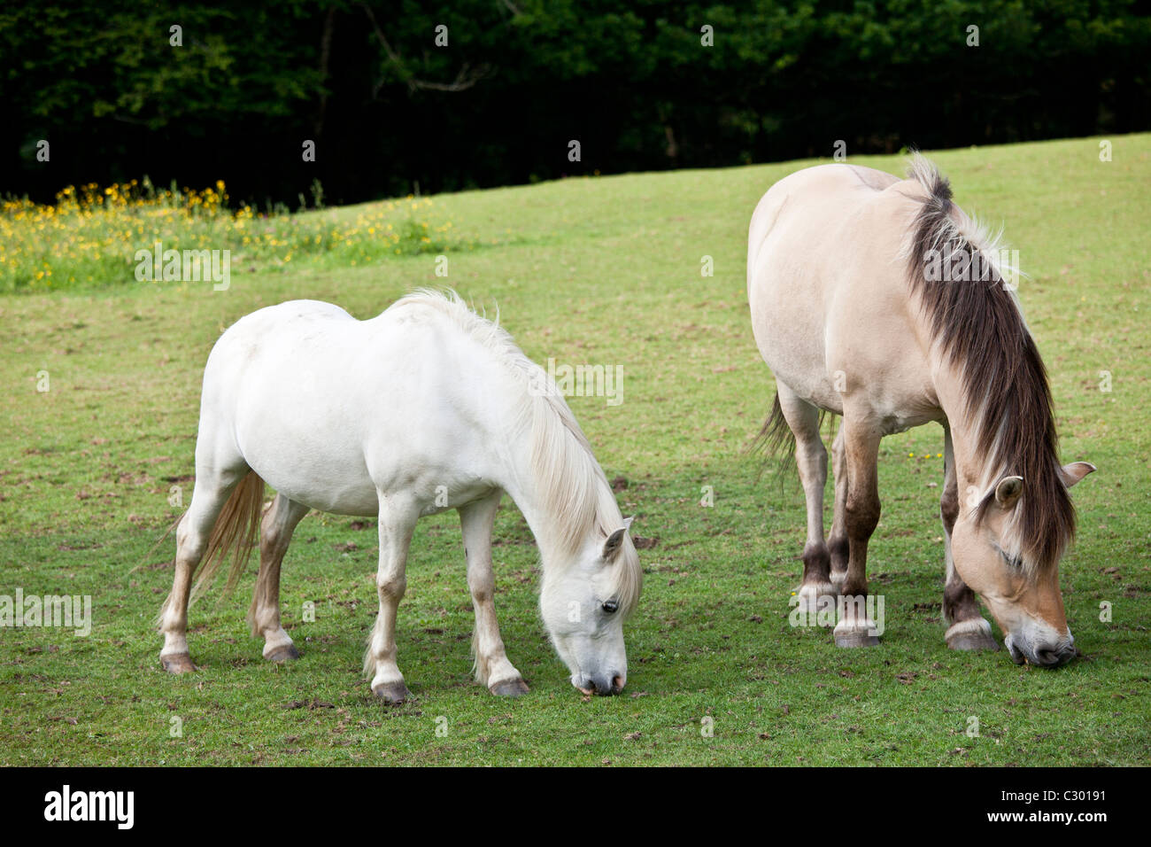 Pony Welsh pascolando nella Snowdonia, Gwynedd, Galles Foto Stock