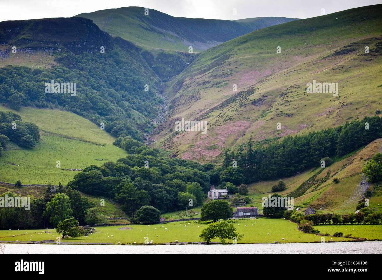 Hill farm su pendii montani a tal-Y-LLyn, Snowdonia, Gwynned, Galles Foto Stock