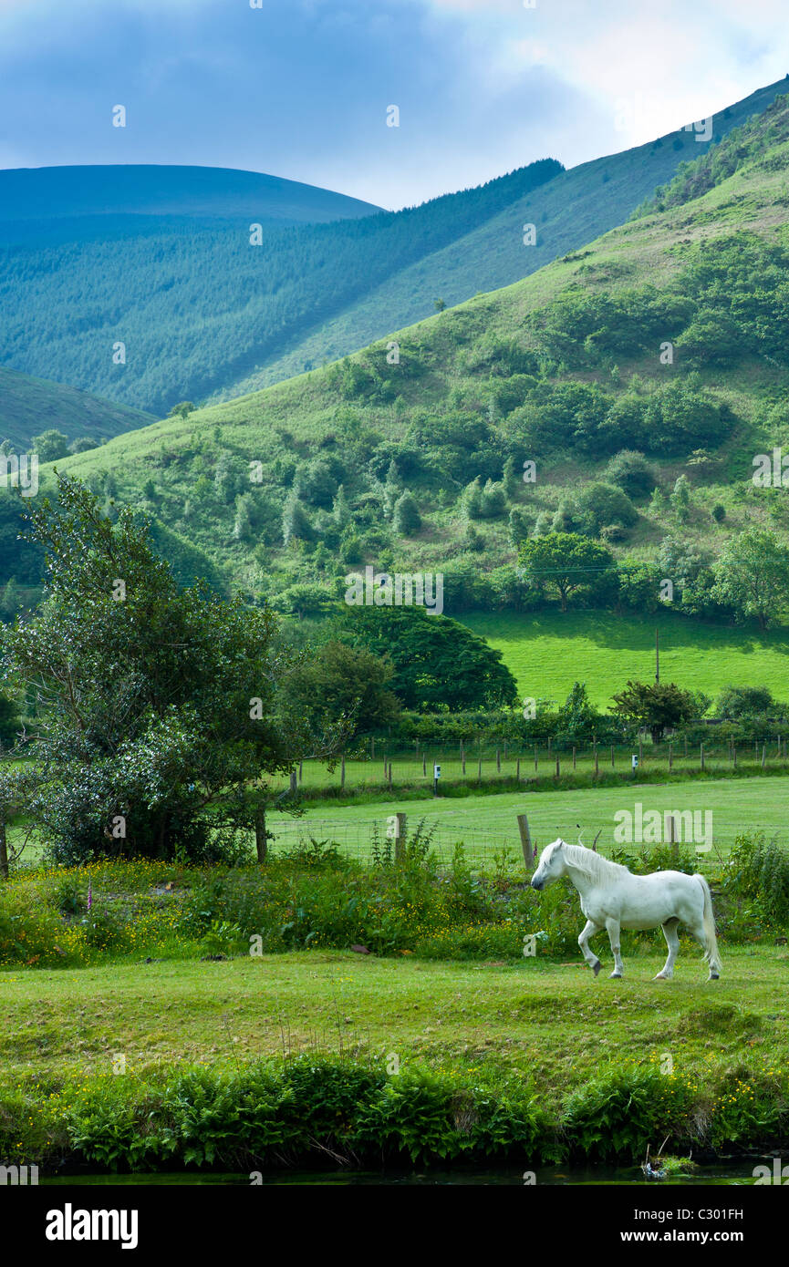 Pony Welsh in gallese tipico paesaggio di montagna in Snowdonia, Gwynedd, Galles Foto Stock