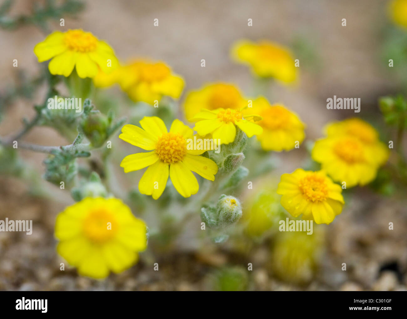 North American desert primavera fiori selvatici California tickseed (Coreopsis californica) - Deserto Mojave, California USA Foto Stock