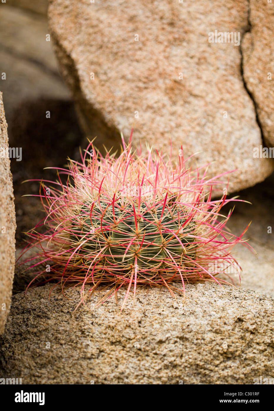 Mojave Barrel cactus (Ferocactus cylindraceus var. lecontei) Foto Stock