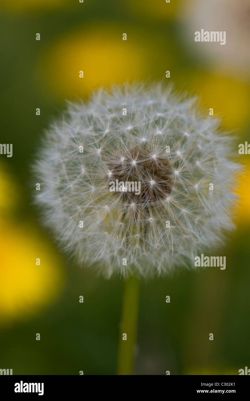 I semi di tarassaco Taraxacum SD del campo Foto Stock