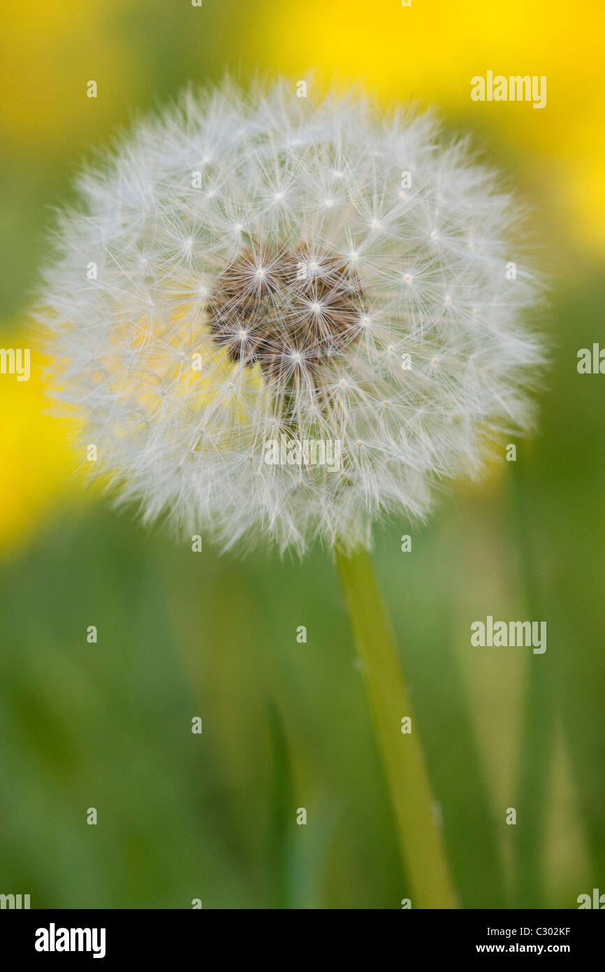 I semi di tarassaco Taraxacum SD del campo Foto Stock