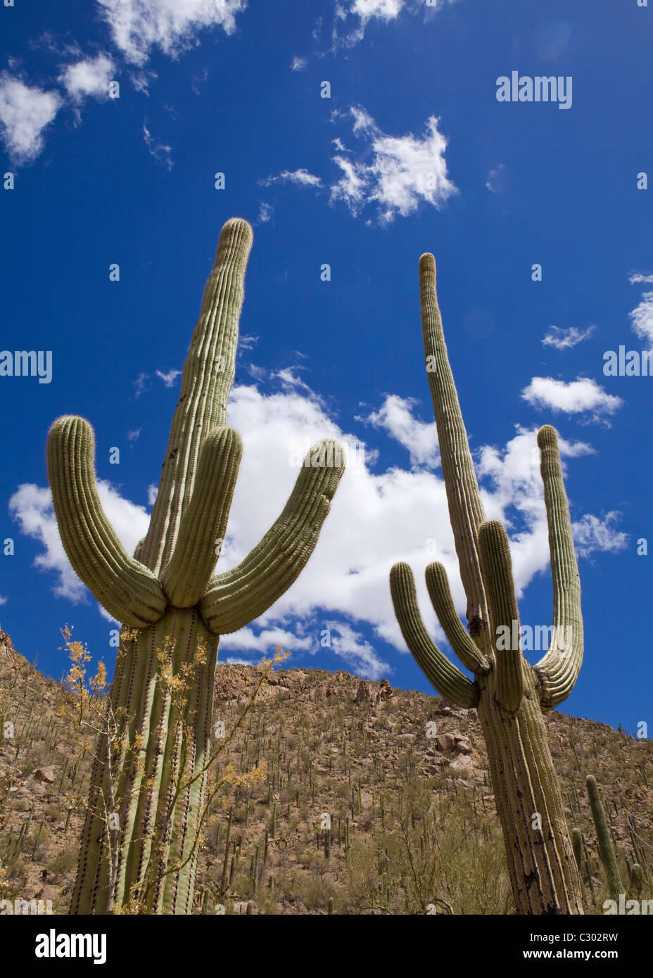 Cactus Saguaro campo - Parco nazionale del Saguaro, Arizona USA Foto Stock