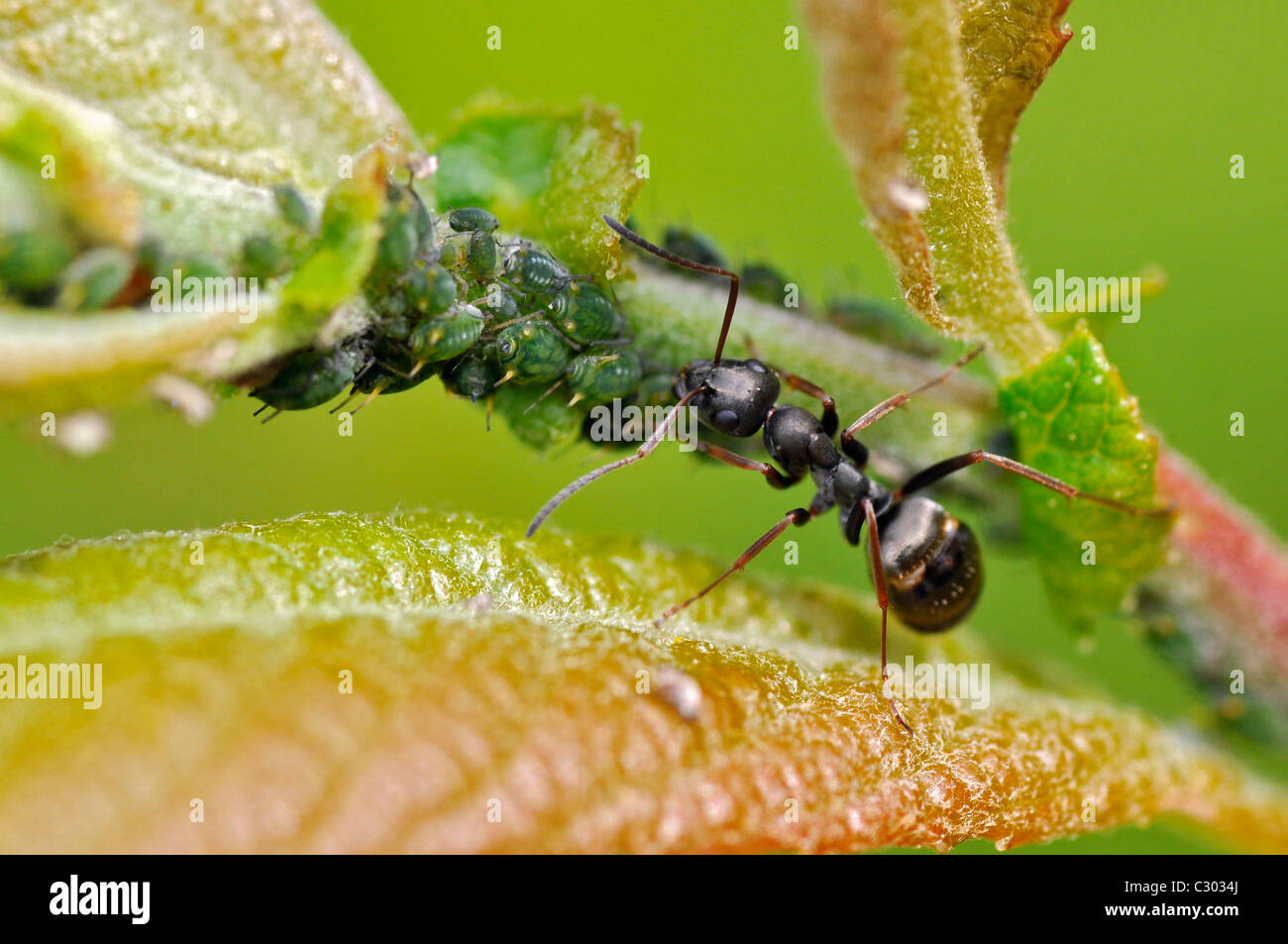 Macro black ant e verde afidi sulle foglie Foto Stock